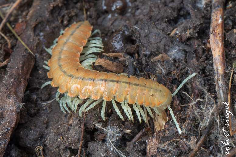 Coast BioBlitz 2025